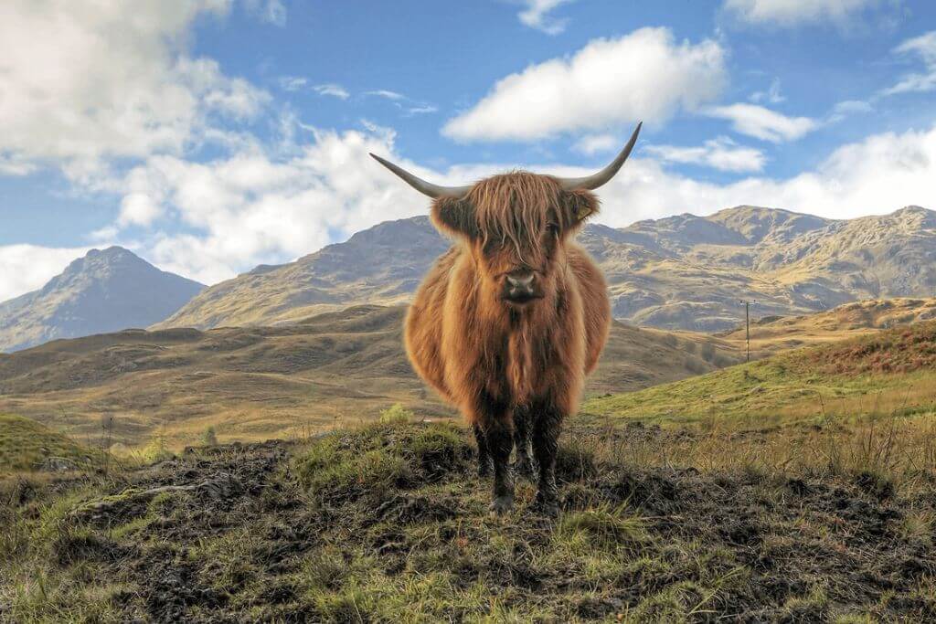 wildlife-scotland