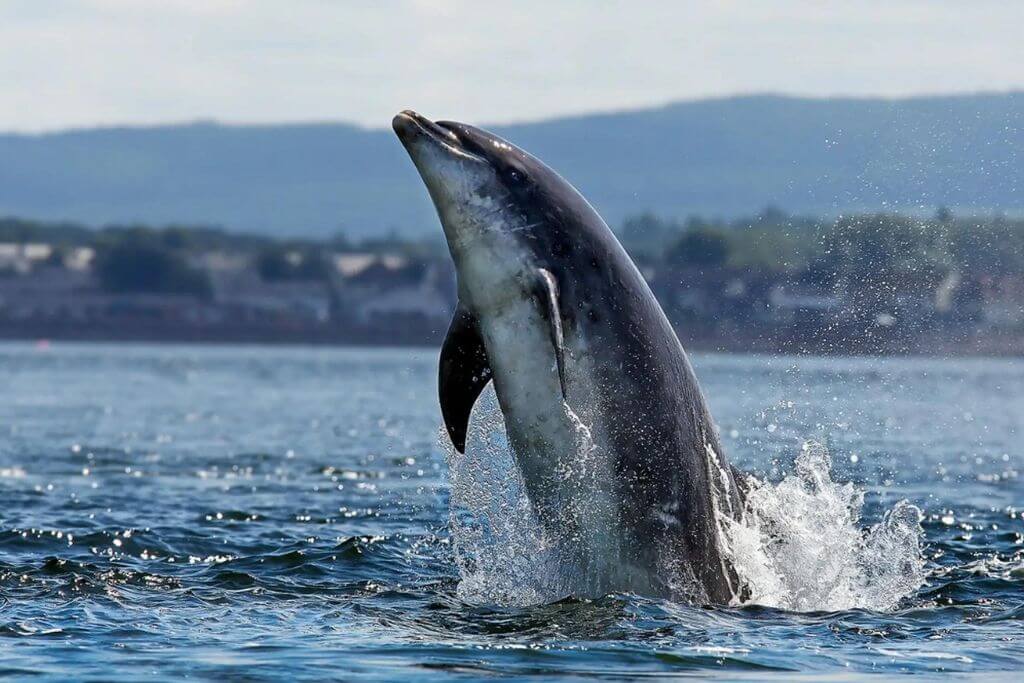 dolphin-in-scotland