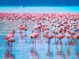 Lake-Nakuru