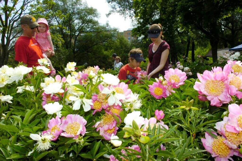 Oshawa Peony Festival Enchanting Flower Paradise in Ontario MyLifestyle
