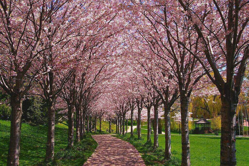 Burlington-Cherry-Blossom