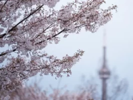 Toronto-Cherry-Blossom