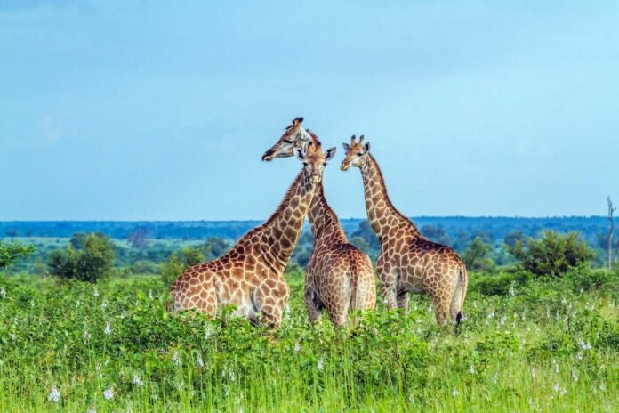 giraffes-in-kruger-national-park