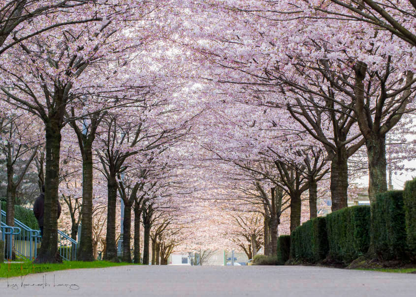 Vancouver-Cherry-Blossom 