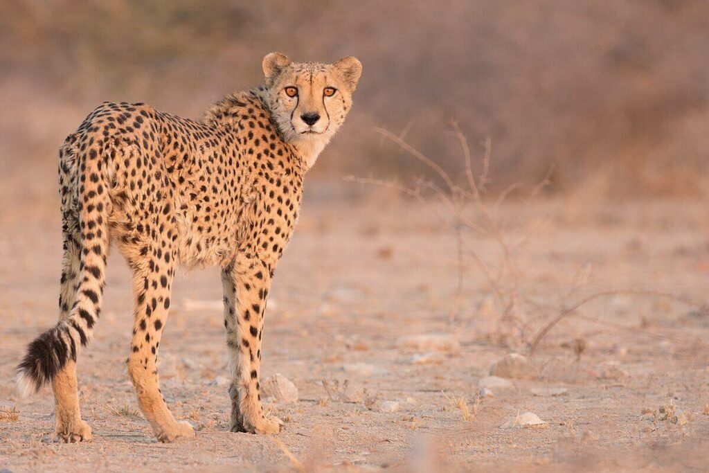 cheetah-namibia