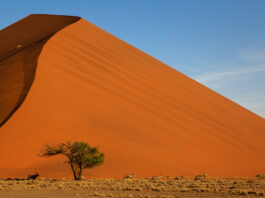 big-daddy-in-sossusvlei