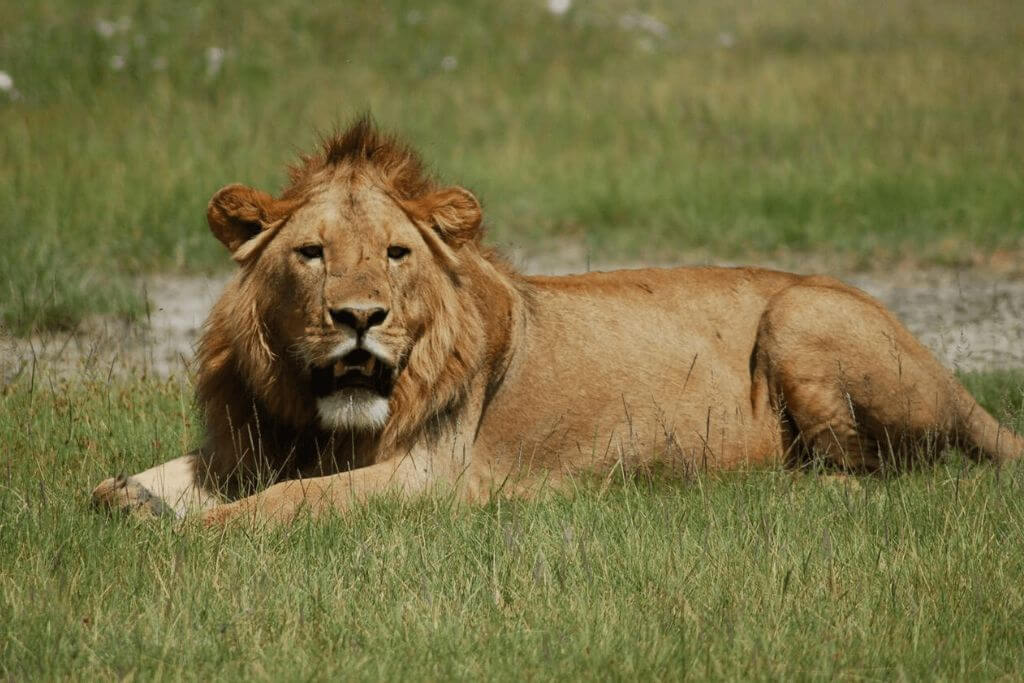 East-African-Lion