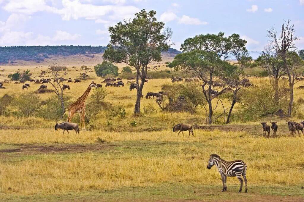 safari-kenya