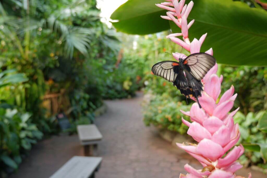 Victoria-Butterfly-Gardens