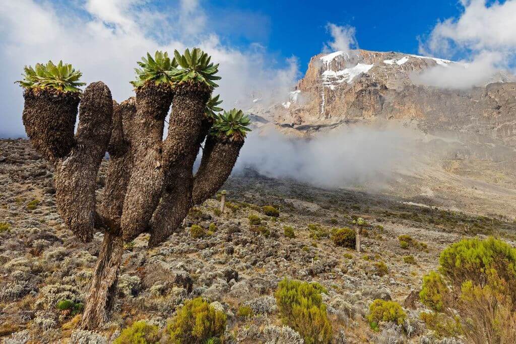 mount-kilimanjaro-vegetation
