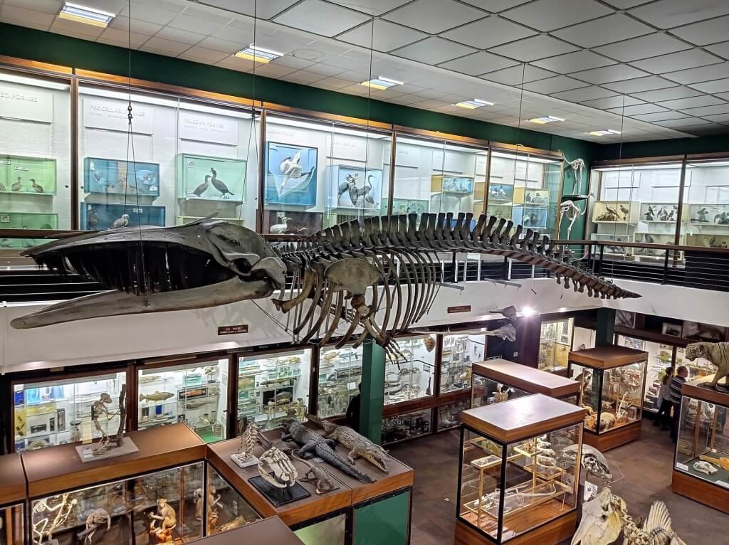 Zoology-Museum