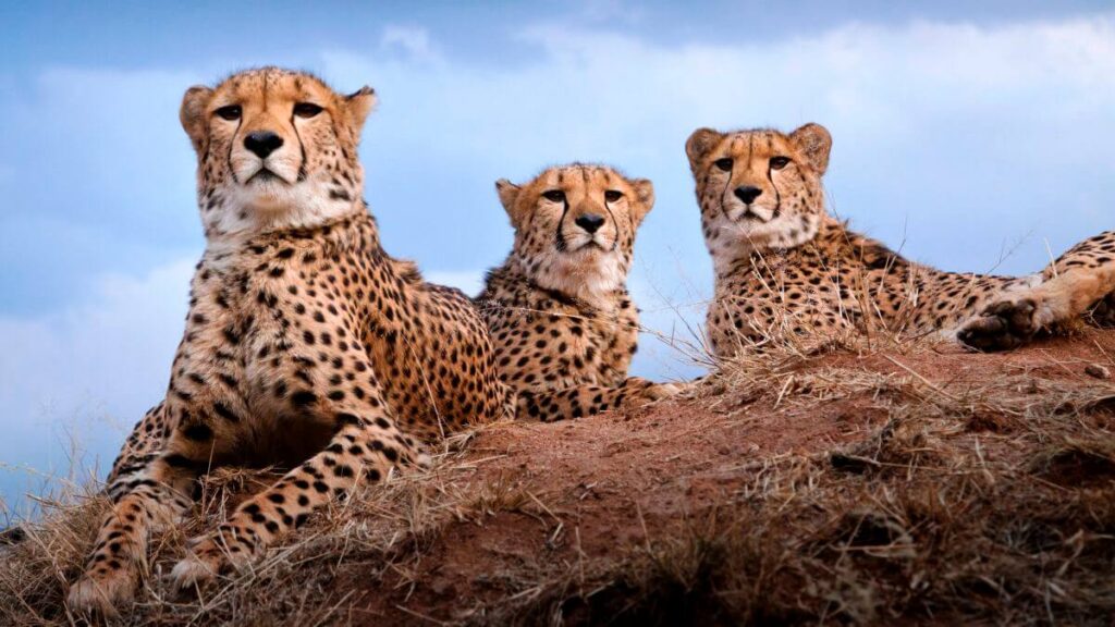 Cheetahs-Namibia