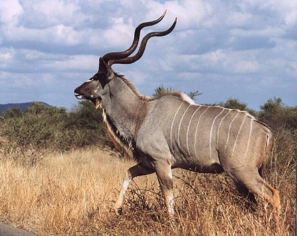 Kudu in africa