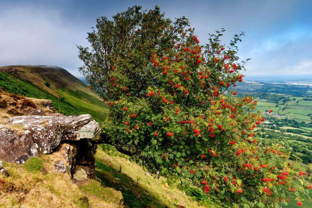 Rowan Trees-scotland