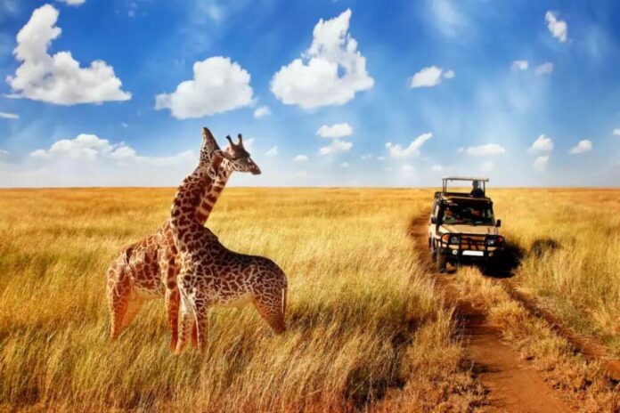 safari africa